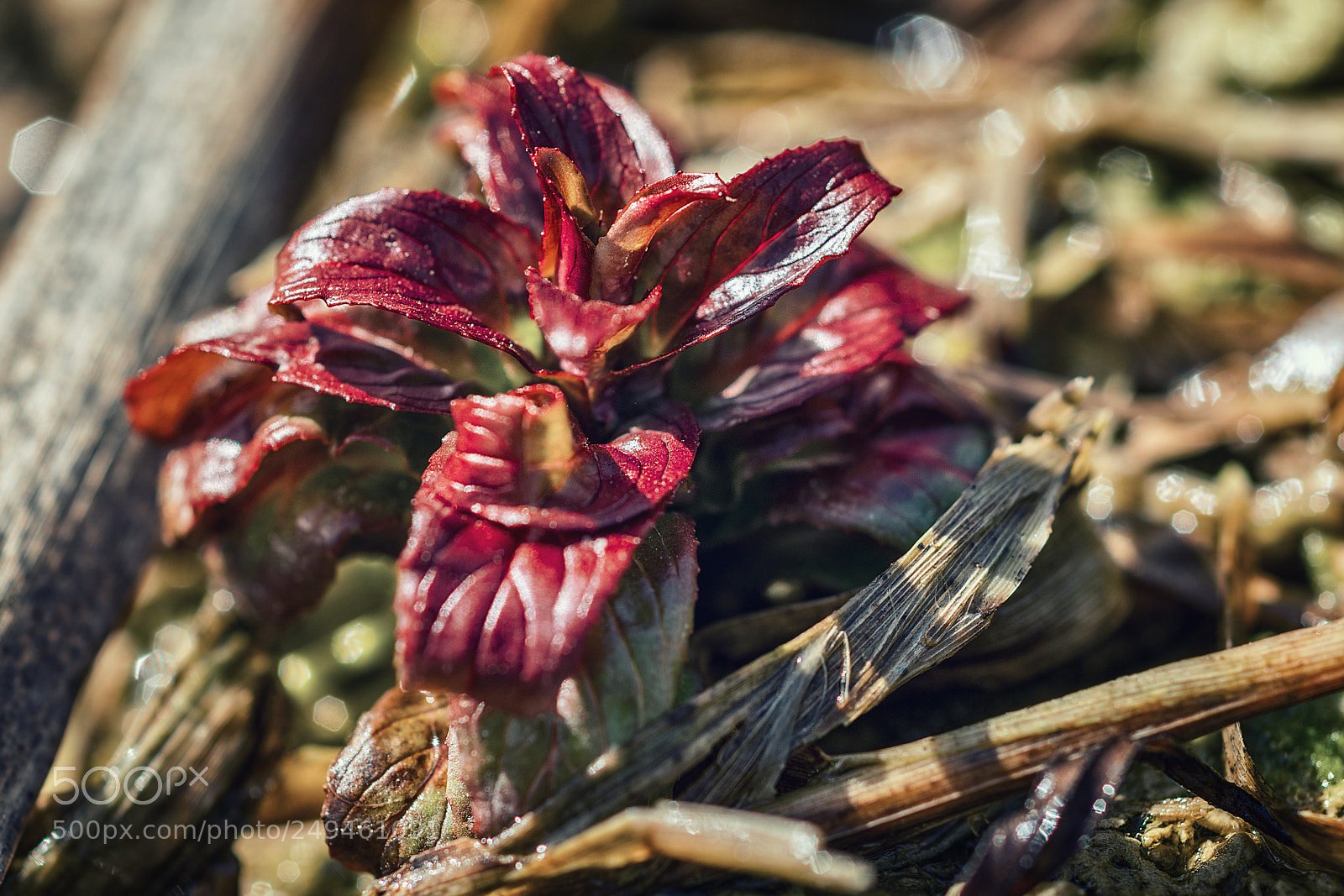 Nikon D5300 sample photo. Plant with red leaves photography