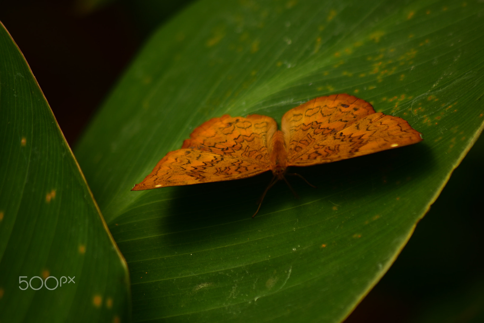 Nikon D7200 + Sigma 70-300mm F4-5.6 APO DG Macro sample photo. D photography