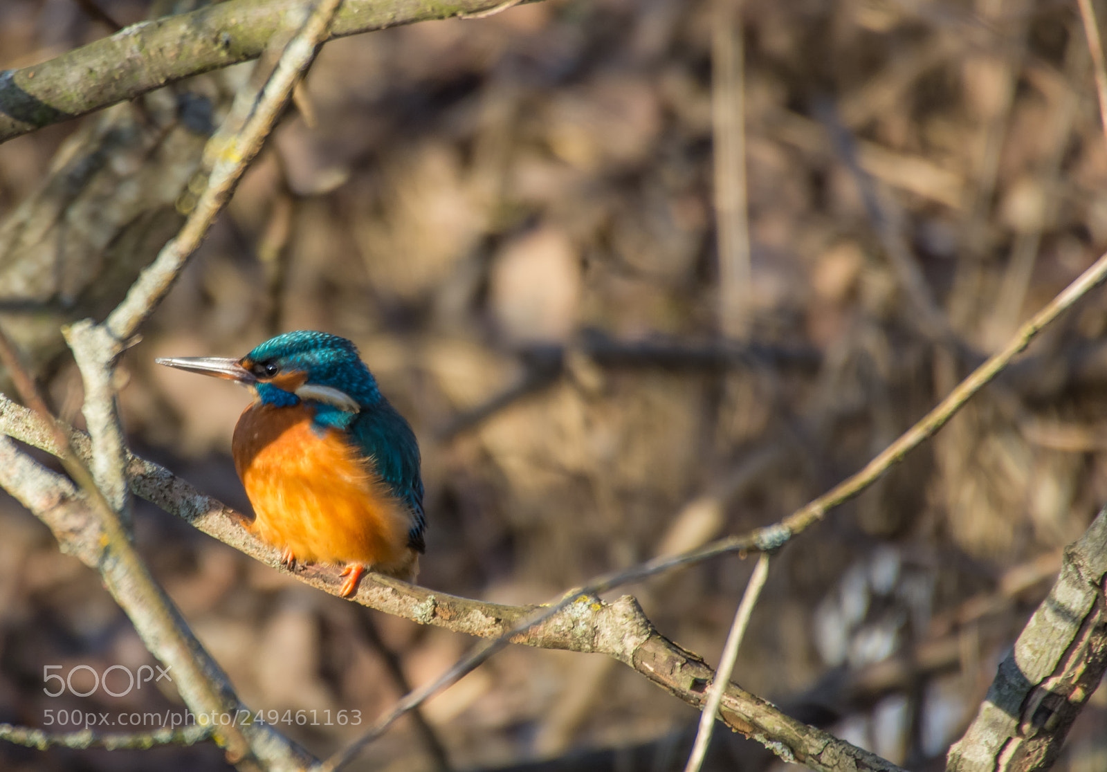 Pentax K-5 sample photo. Kingfisher photography