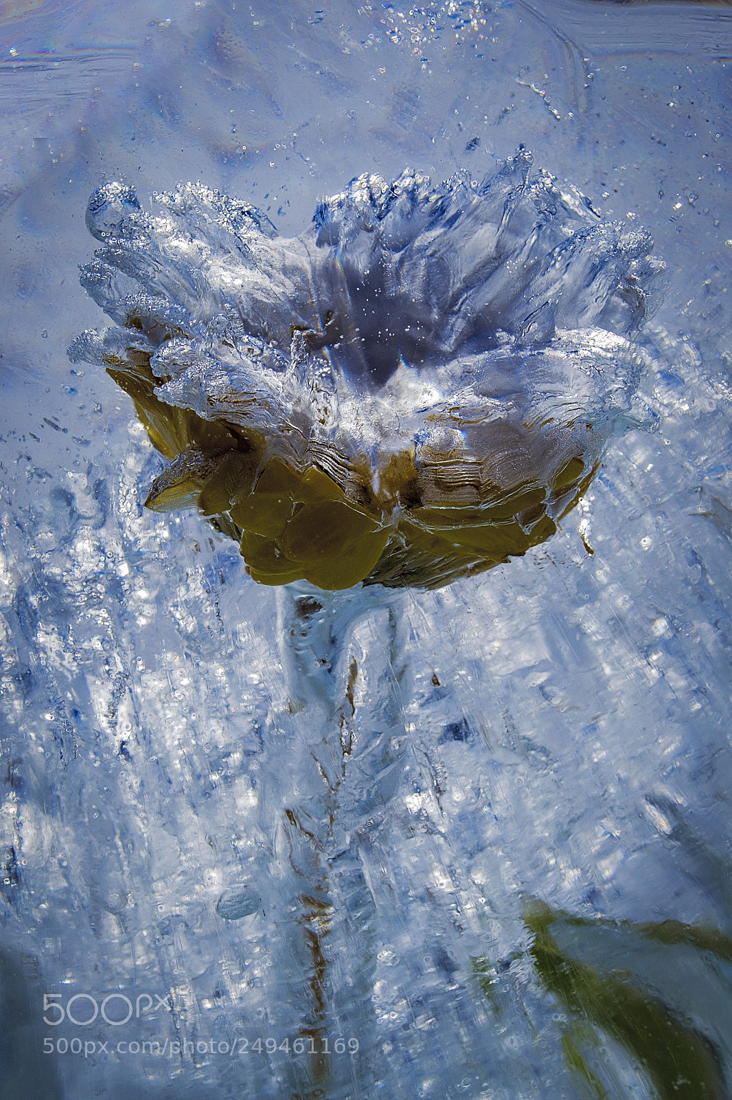 Nikon D3100 sample photo. Ice flower photography