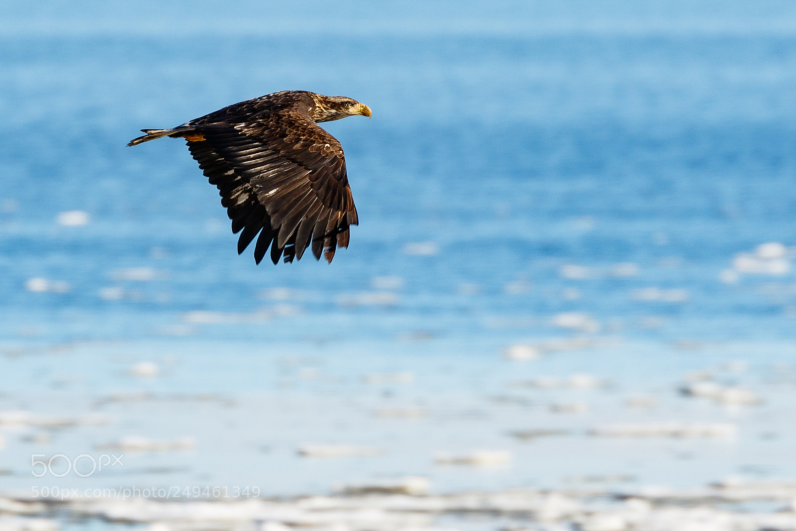 Canon EOS 7D Mark II sample photo. Boundary bay eagle photography