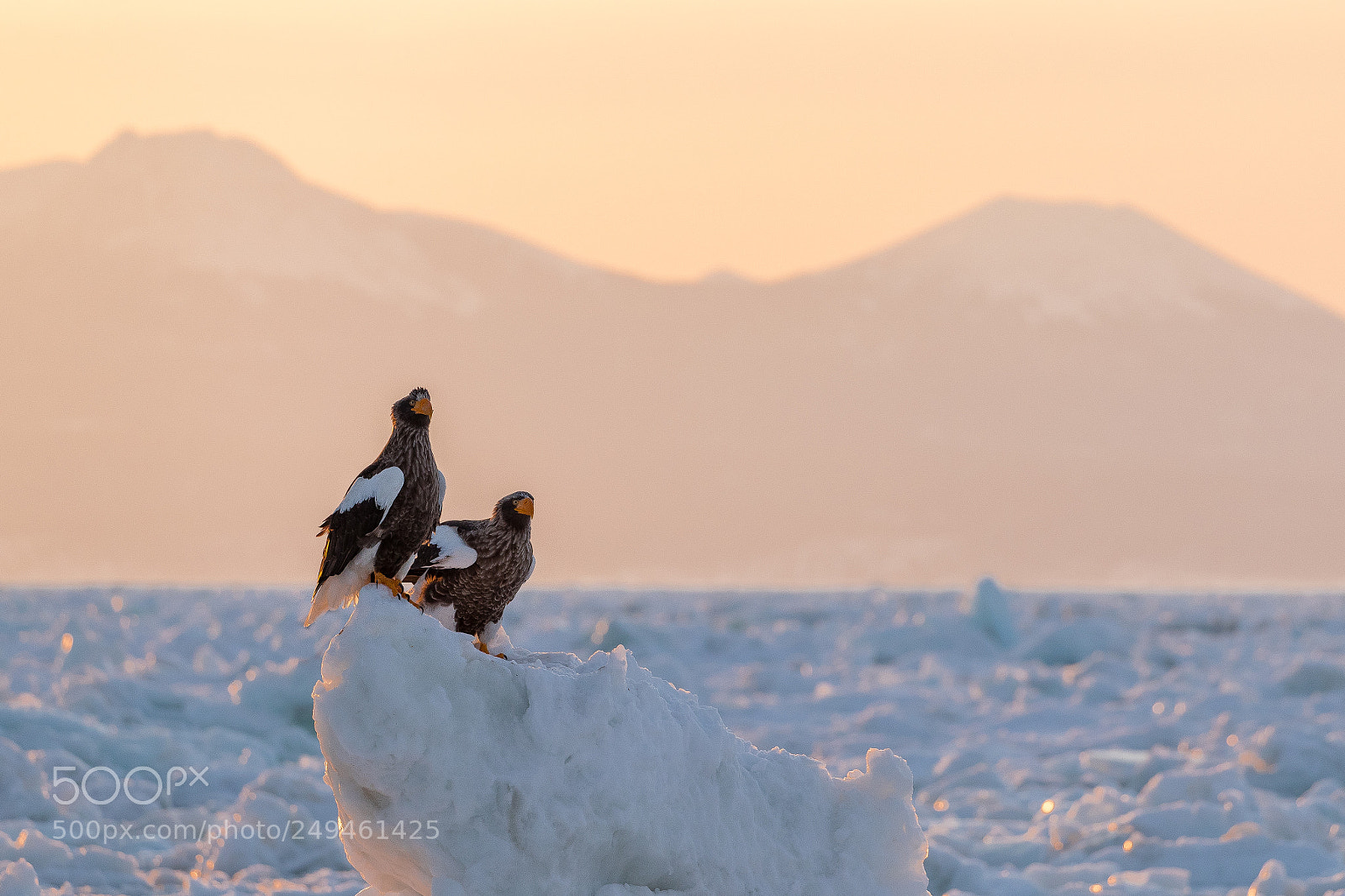 Canon EOS-1D X Mark II sample photo. Steller's sea eagles photography