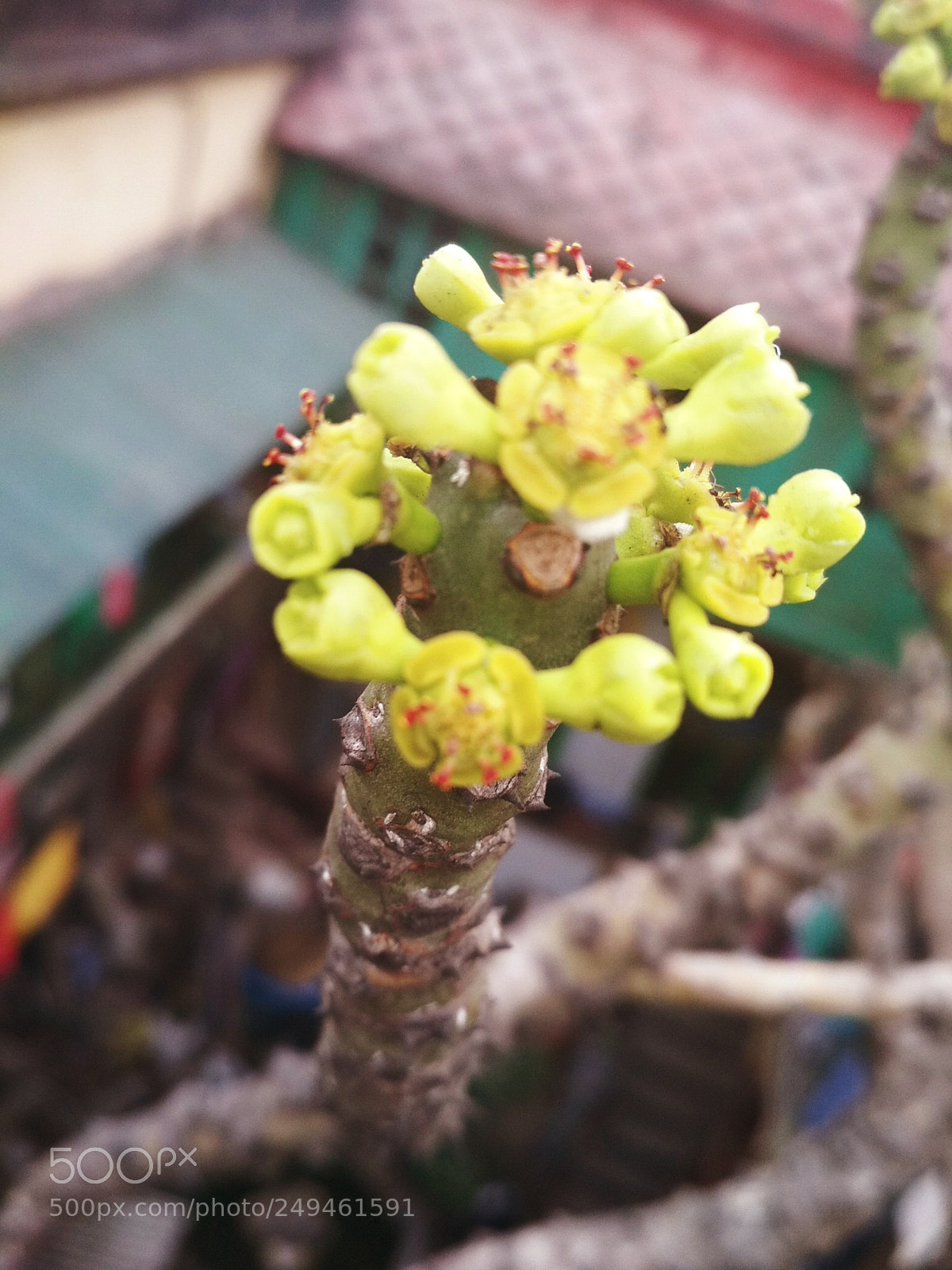 Xiaomi Redmi 4 Pro sample photo. Untitled photography
