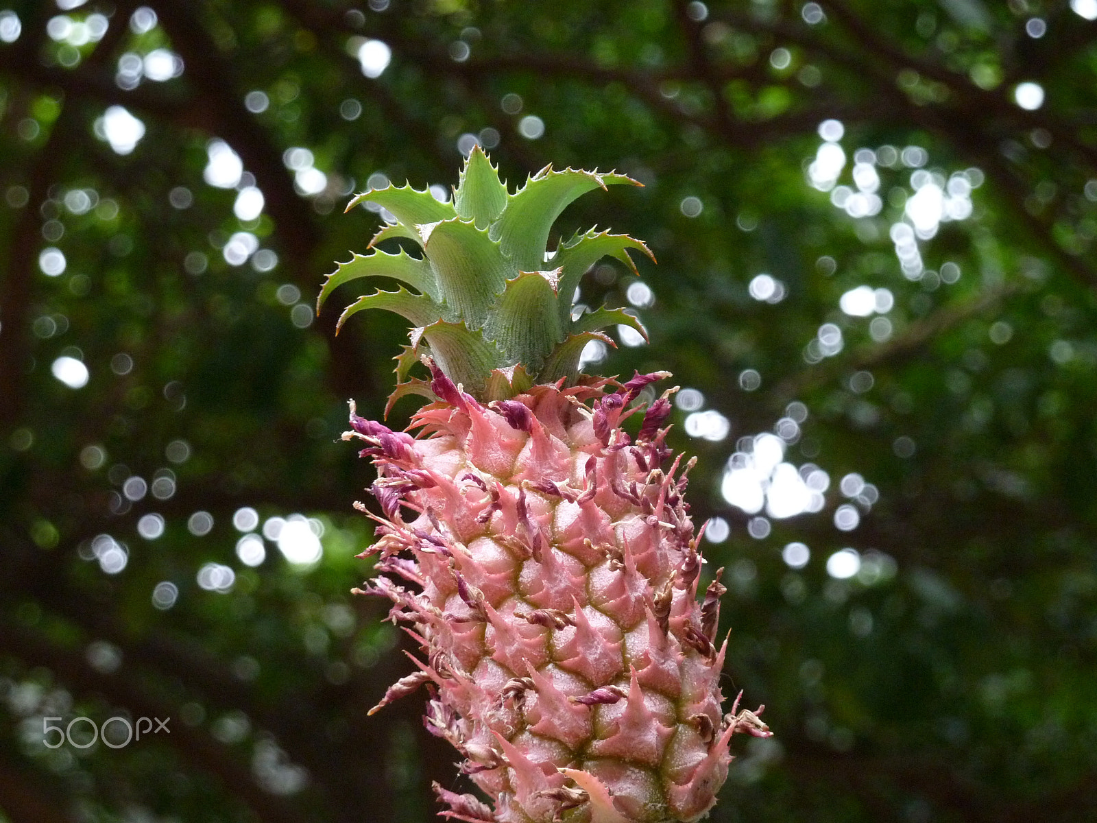 Panasonic Lumix DMC-ZS7 (Lumix DMC-TZ10) sample photo. Tiny pineapple photography