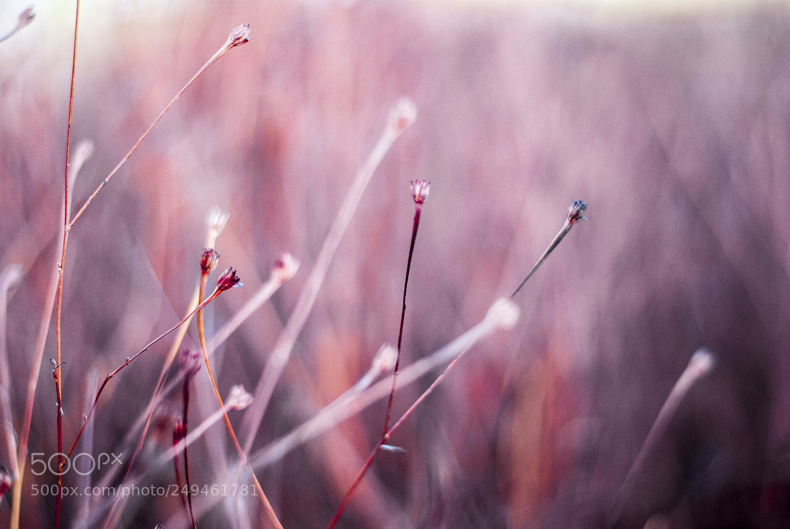 Nikon D40X sample photo. Flores photography