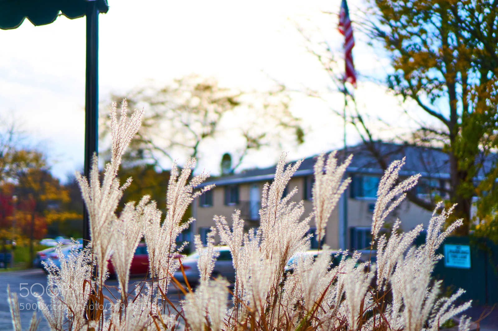 Sony a6000 sample photo. Bristlegrass in fall photography