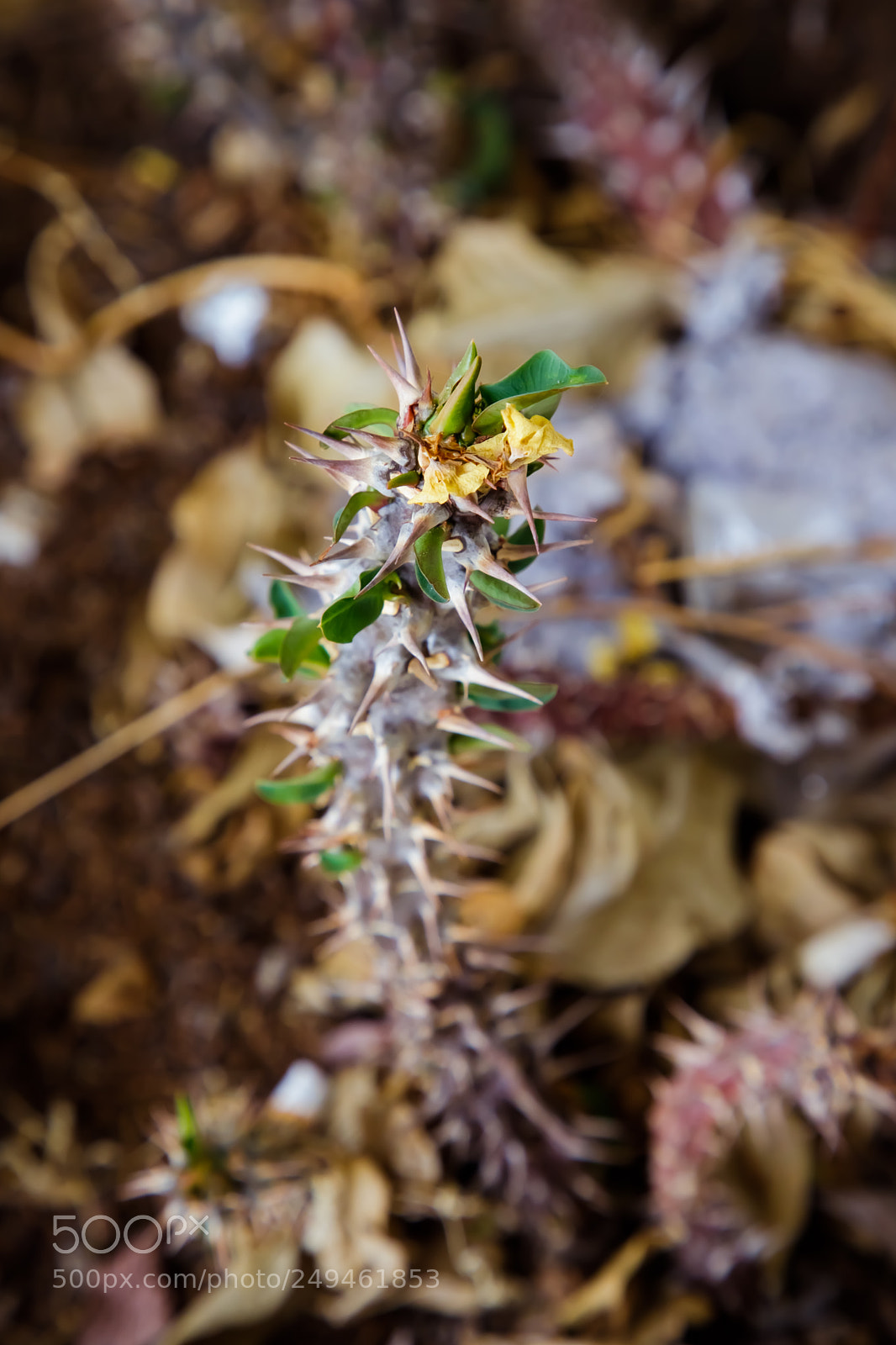 Canon EOS 6D Mark II sample photo. Life and it s photography
