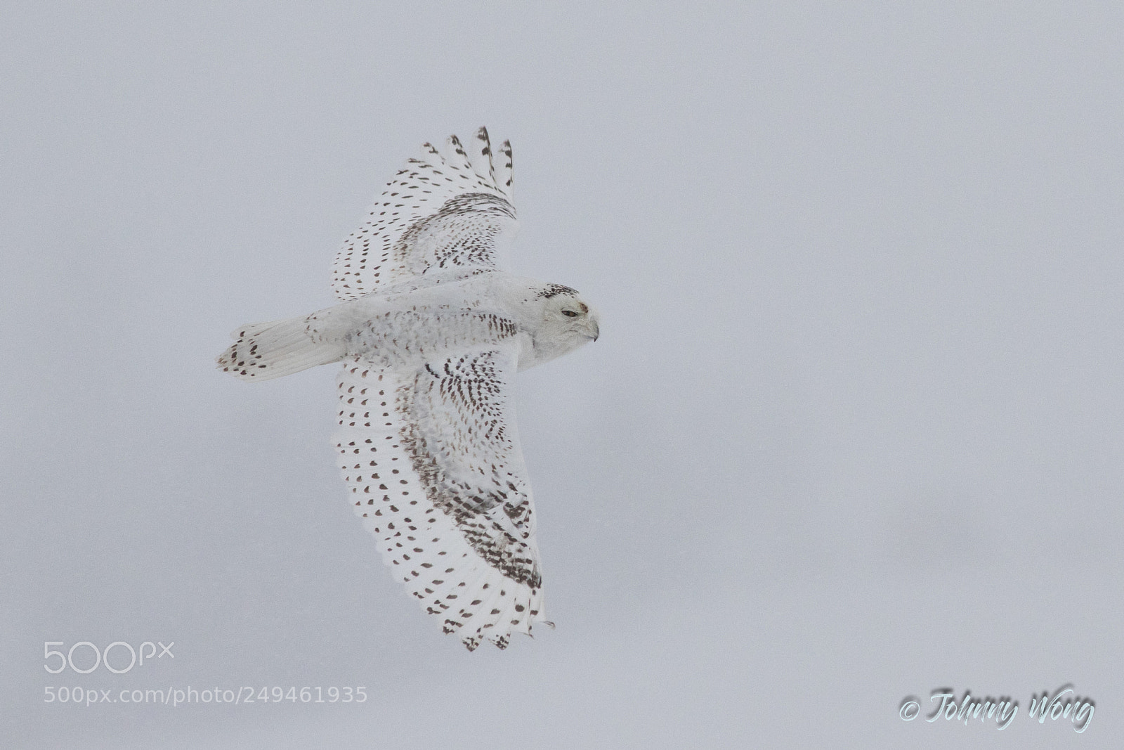 Canon EOS 7D Mark II sample photo. Snowy owl photography