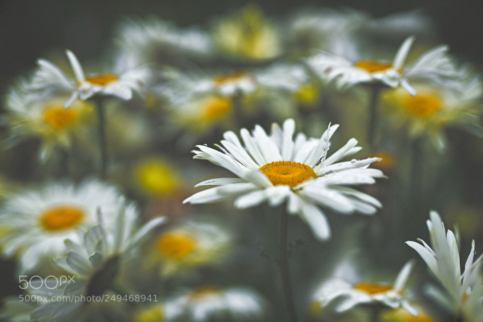 Sony a7R III sample photo. Camomile, camomile.. photography