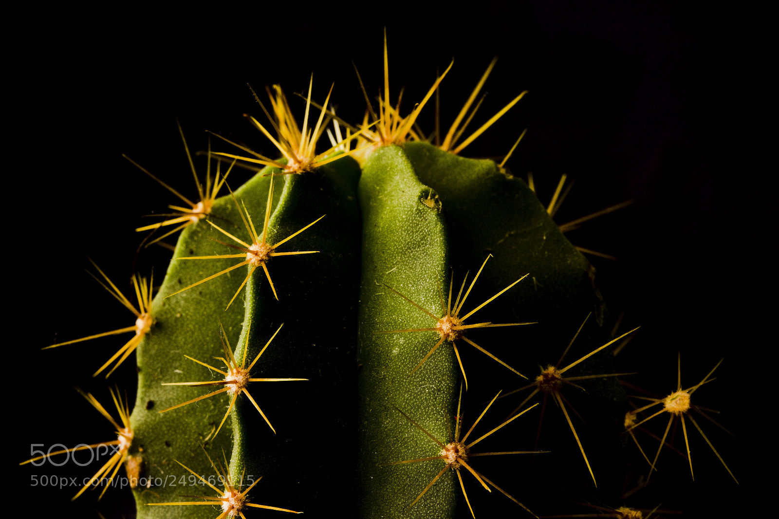 Canon EOS 60D sample photo. Little cactus photography
