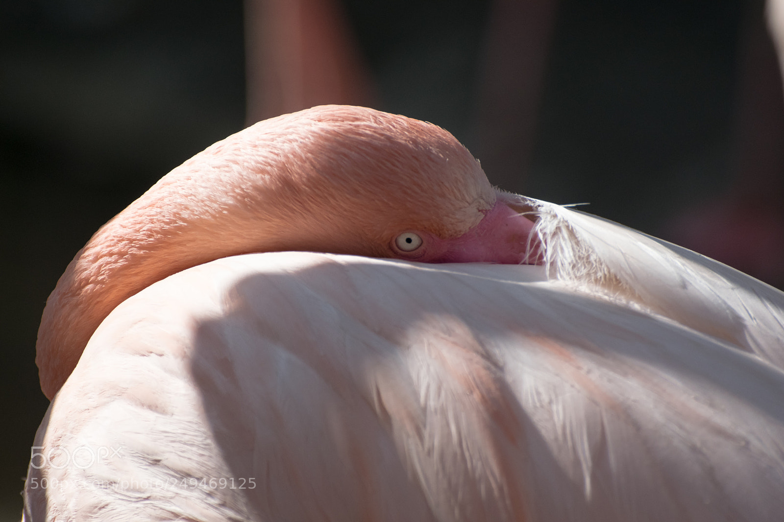 Nikon D3300 sample photo. Pink photography