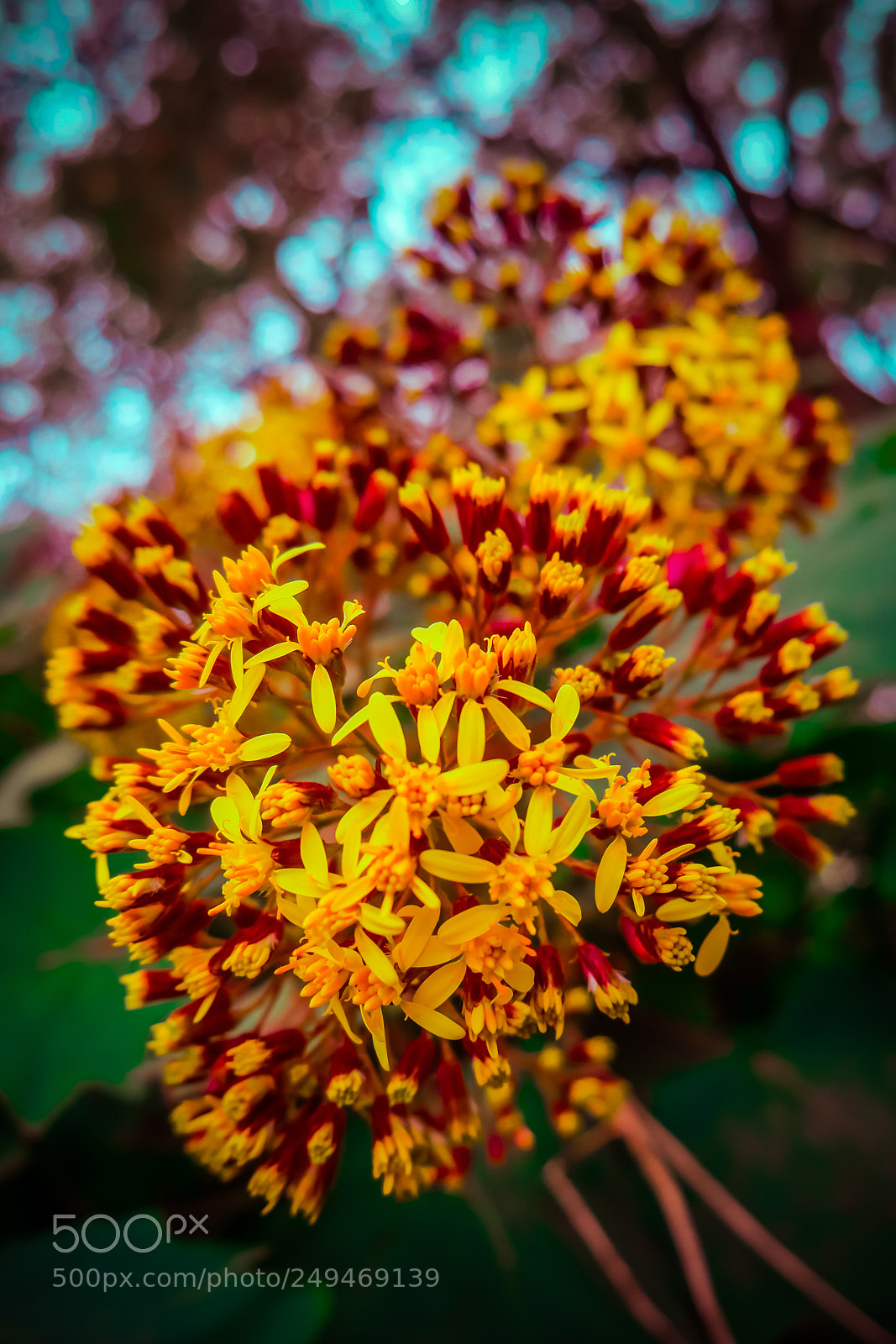 Samsung NX500 sample photo. Stephen photography