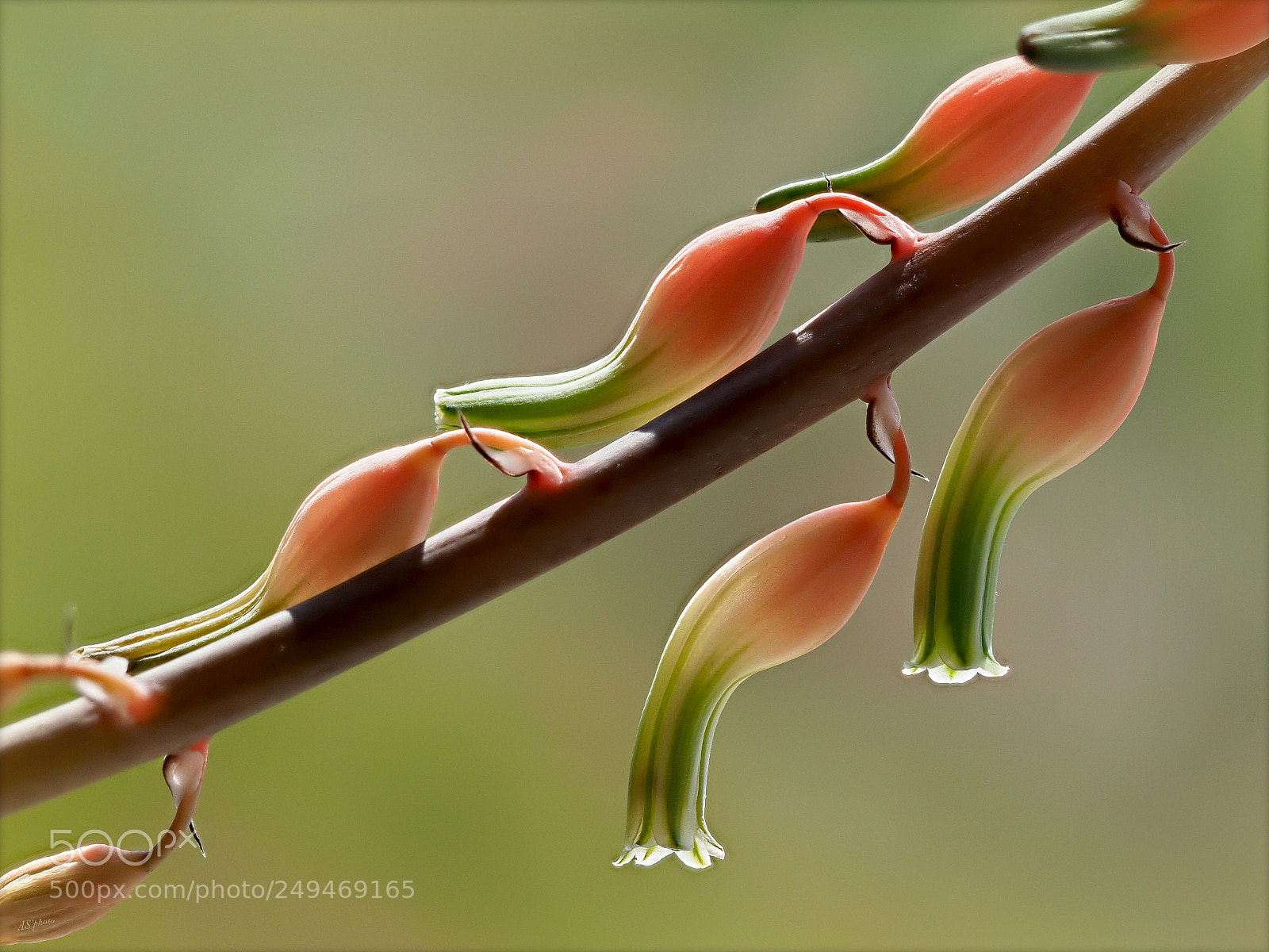 Olympus OM-D E-M1 Mark II sample photo. Aloe vera blossom photography