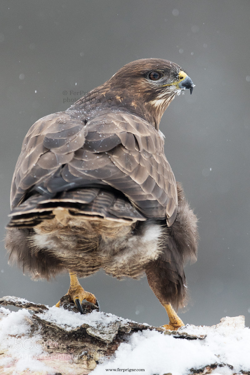 Canon EOS 7D Mark II sample photo. Buzzard in the snow photography