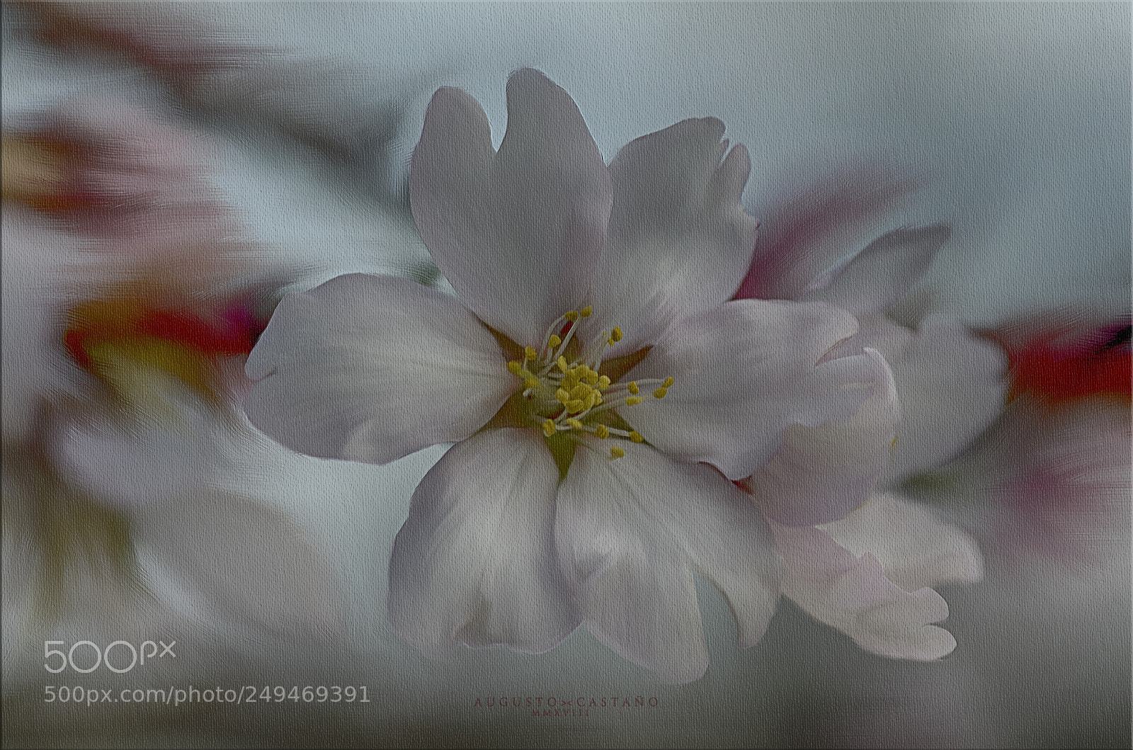 Nikon D7000 sample photo. Flor de almendro photography