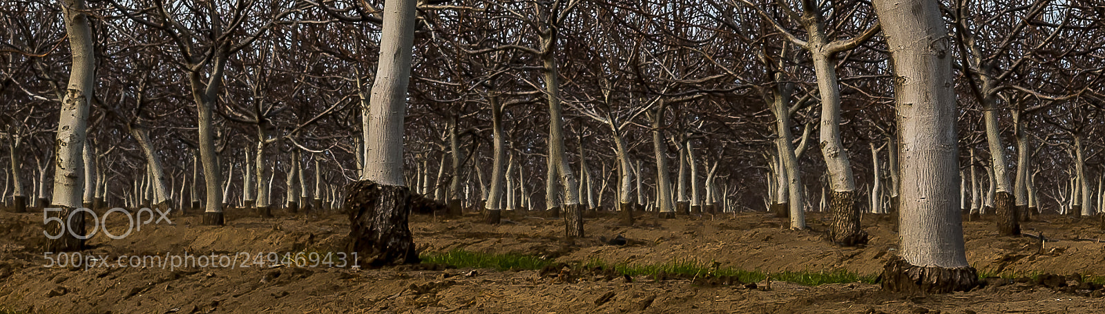 Nikon D500 sample photo. Orchard in winter 4 photography