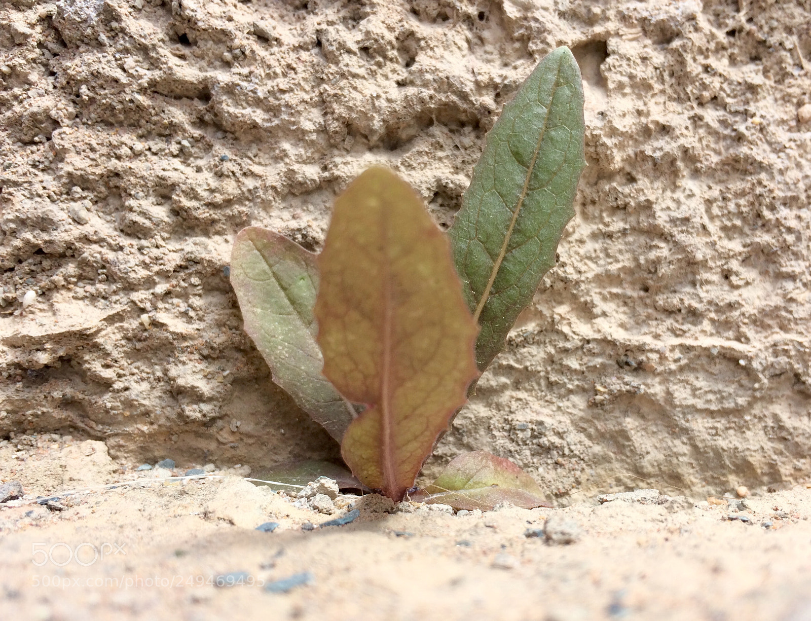 Apple iPhone 5s sample photo. Untitled photography