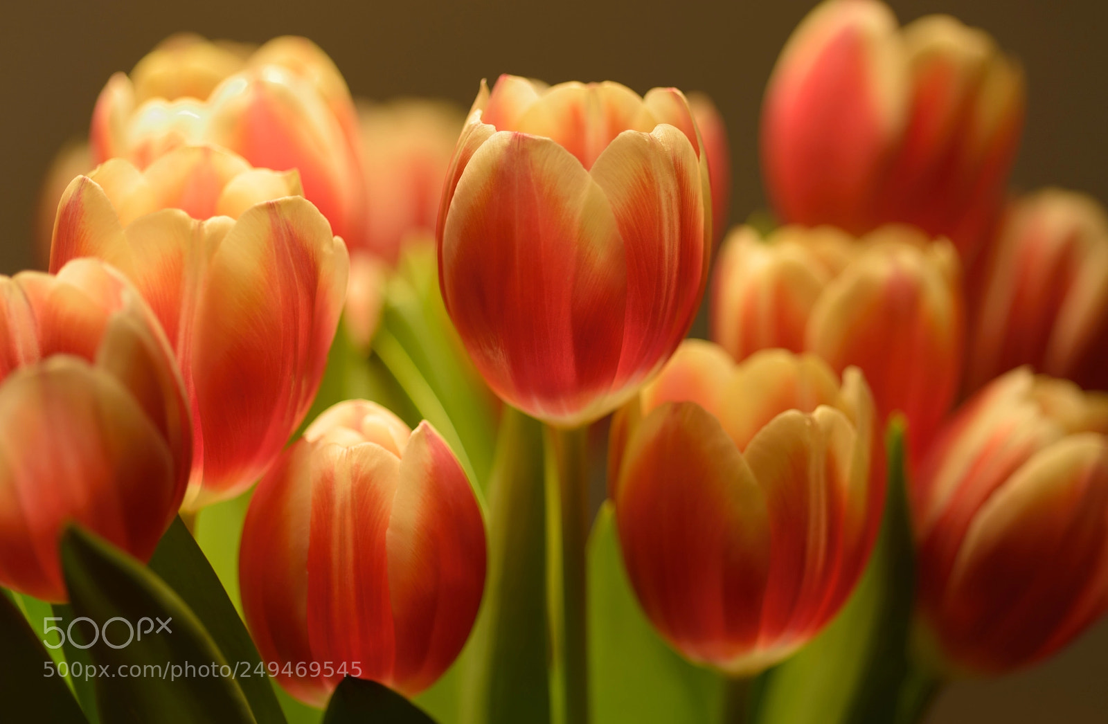 Nikon D610 sample photo. Tulips photography