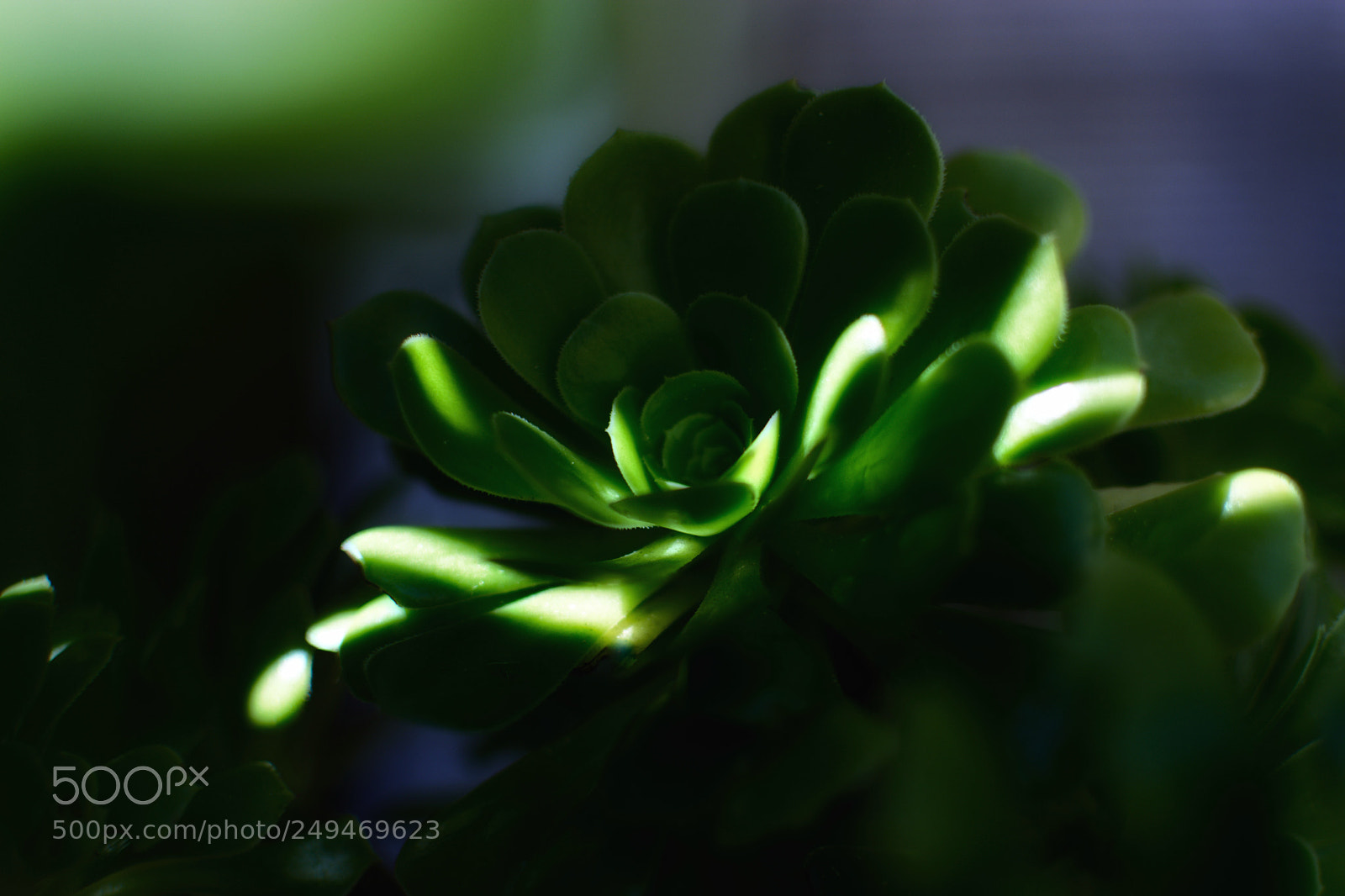 Nikon D5200 sample photo. Morning has woken photography