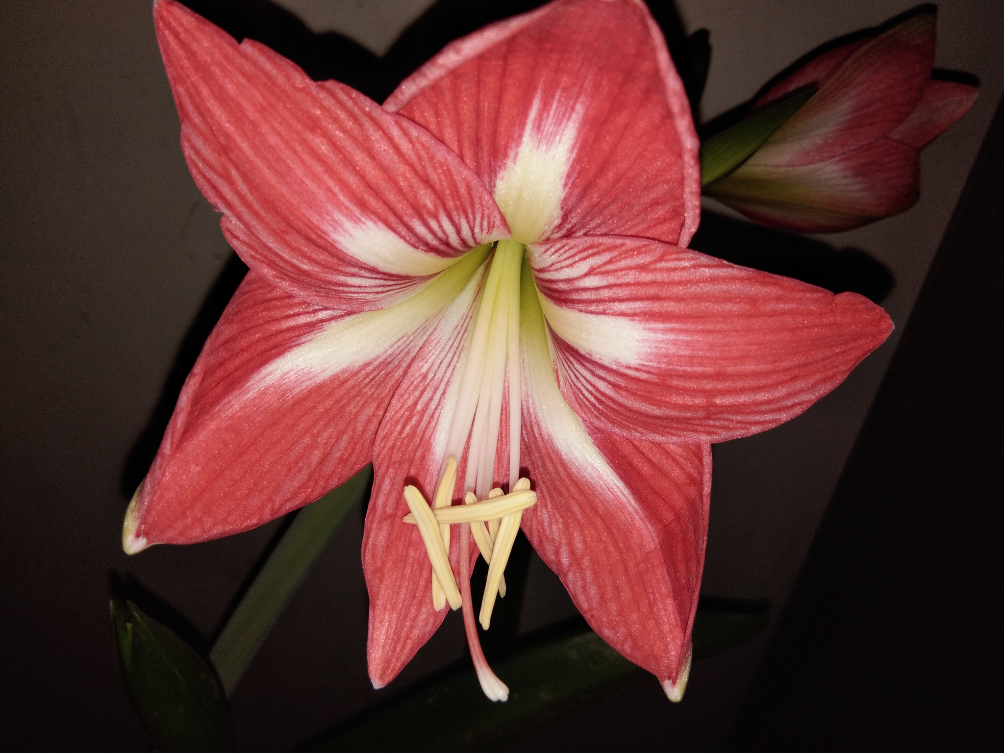 vivo Y55s sample photo. Flower photography
