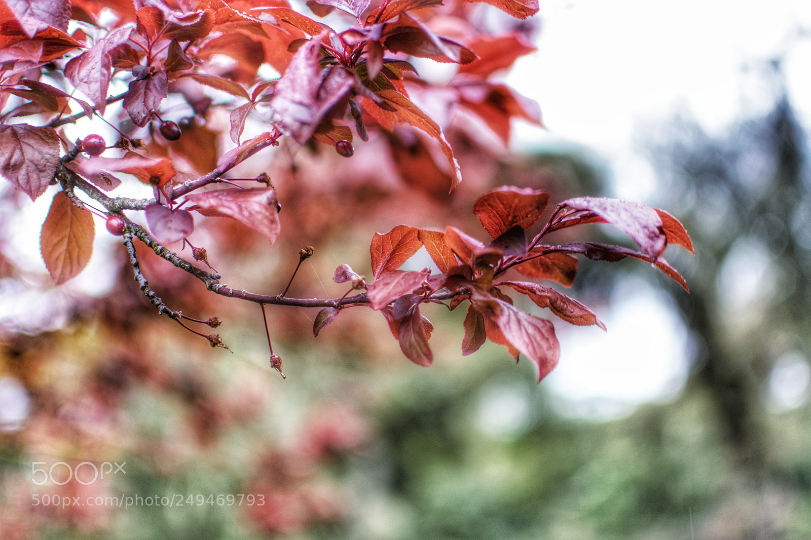 Nikon D5200 sample photo. Spring has sprung photography