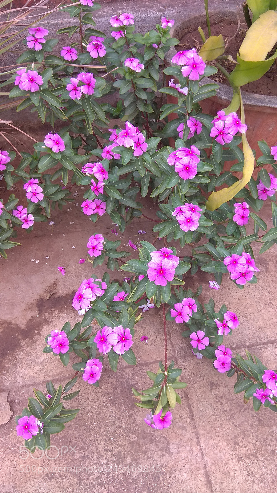 Xiaomi Redmi Note 4 sample photo. Flowers photography