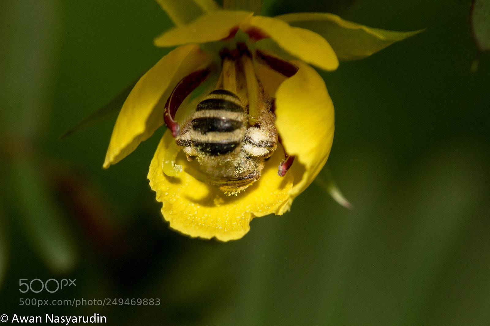 Canon EOS 100D (EOS Rebel SL1 / EOS Kiss X7) sample photo. A bee full of photography