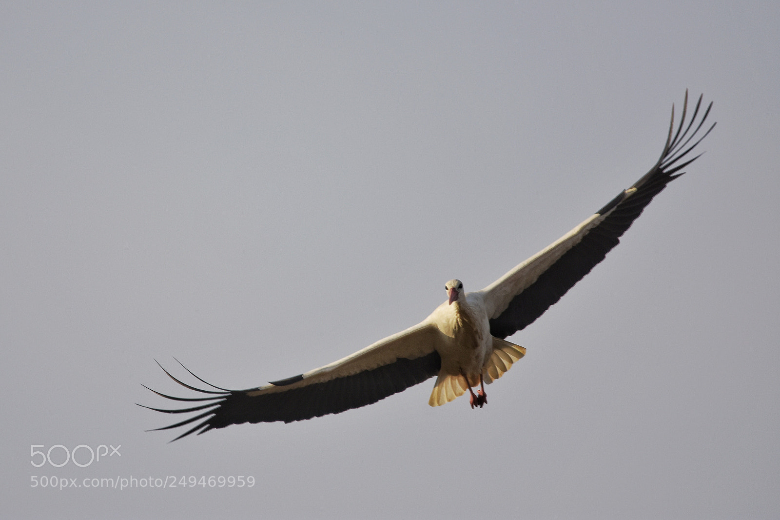 Nikon D7200 sample photo. 'white stork (ciconia ciconia)`  photography