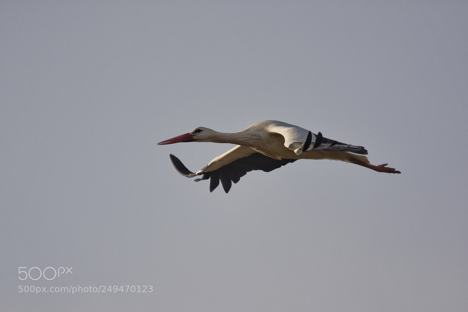 Nikon D7200 sample photo. 'white stork (ciconia ciconia)`  photography