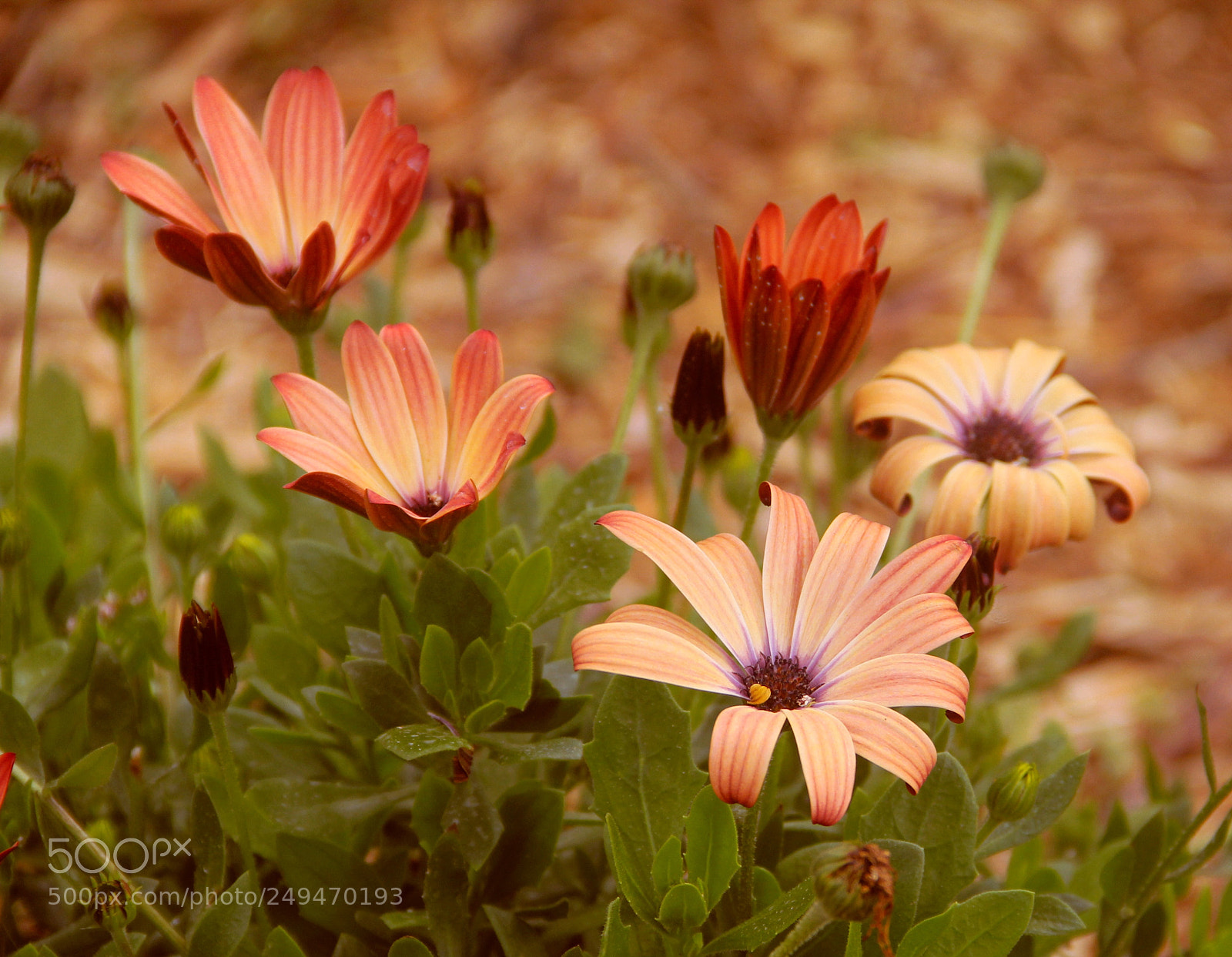 Canon EOS 60D sample photo. Primavera. spring. photography