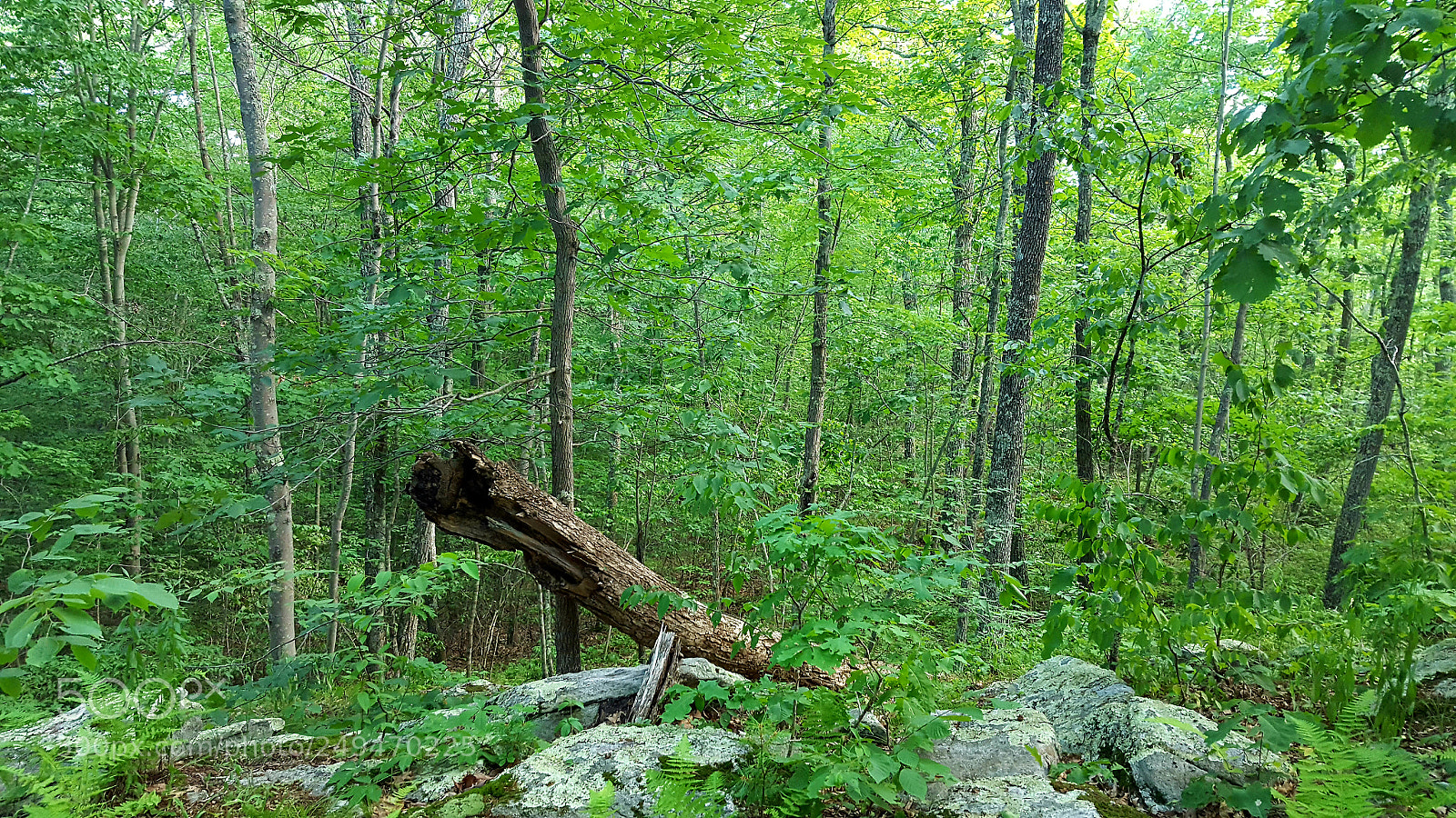 Samsung Galaxy S6 sample photo. Hiking in ct photography