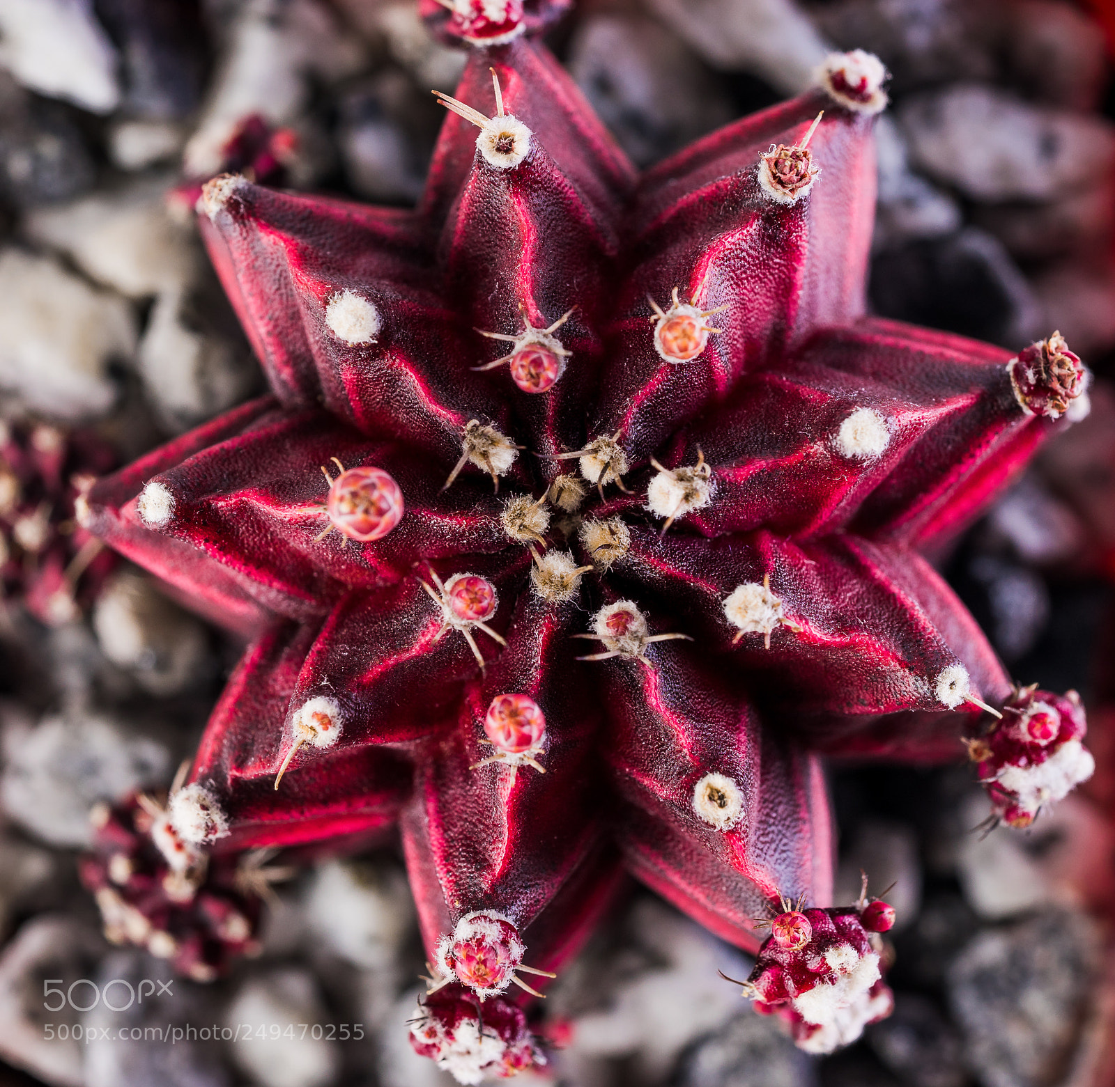 Sony a7 II sample photo. Red star cactus photography
