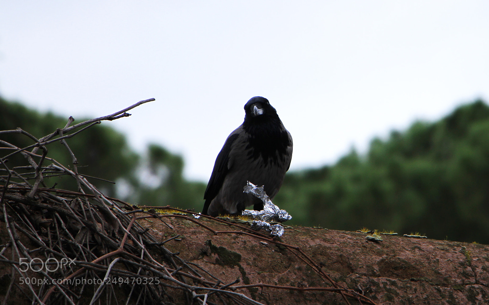 Canon EOS 7D sample photo. Someone is watching me photography