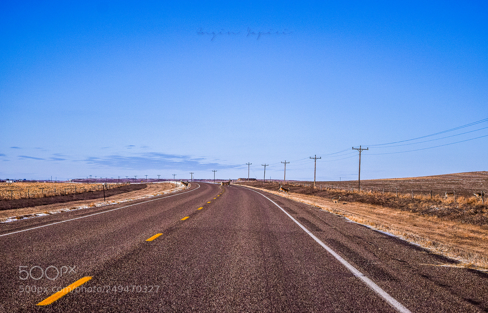 Nikon D3300 sample photo. Deers crossing photography