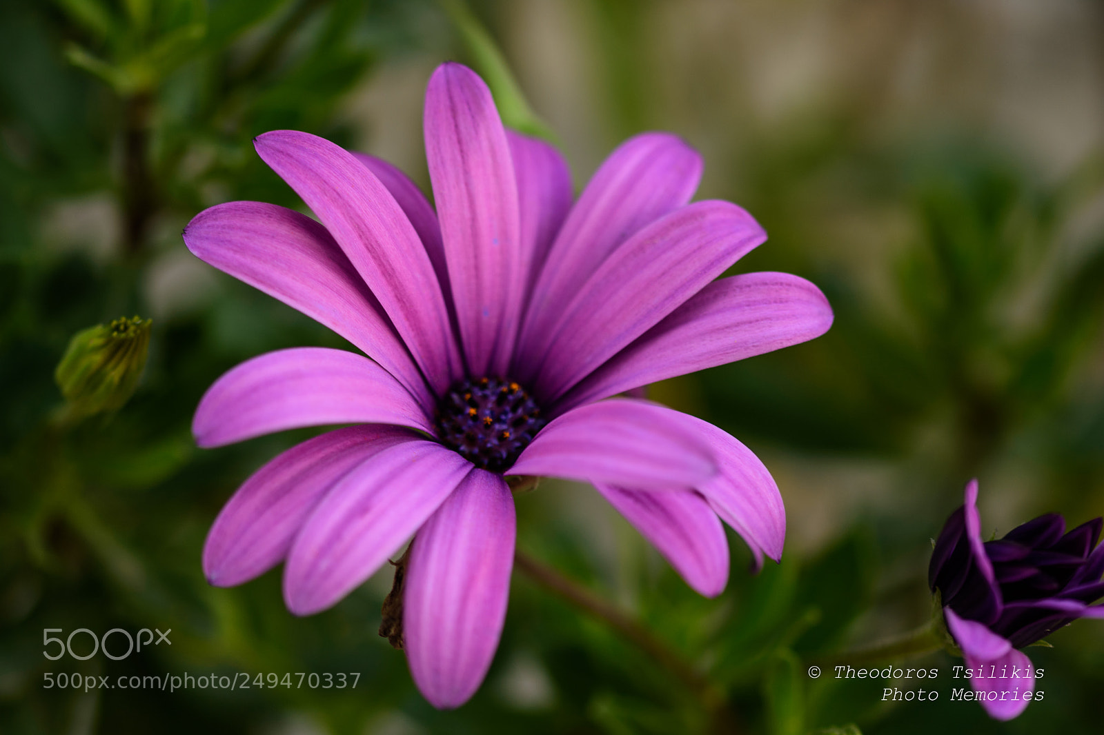 Nikon D7200 sample photo. Natural colors photography