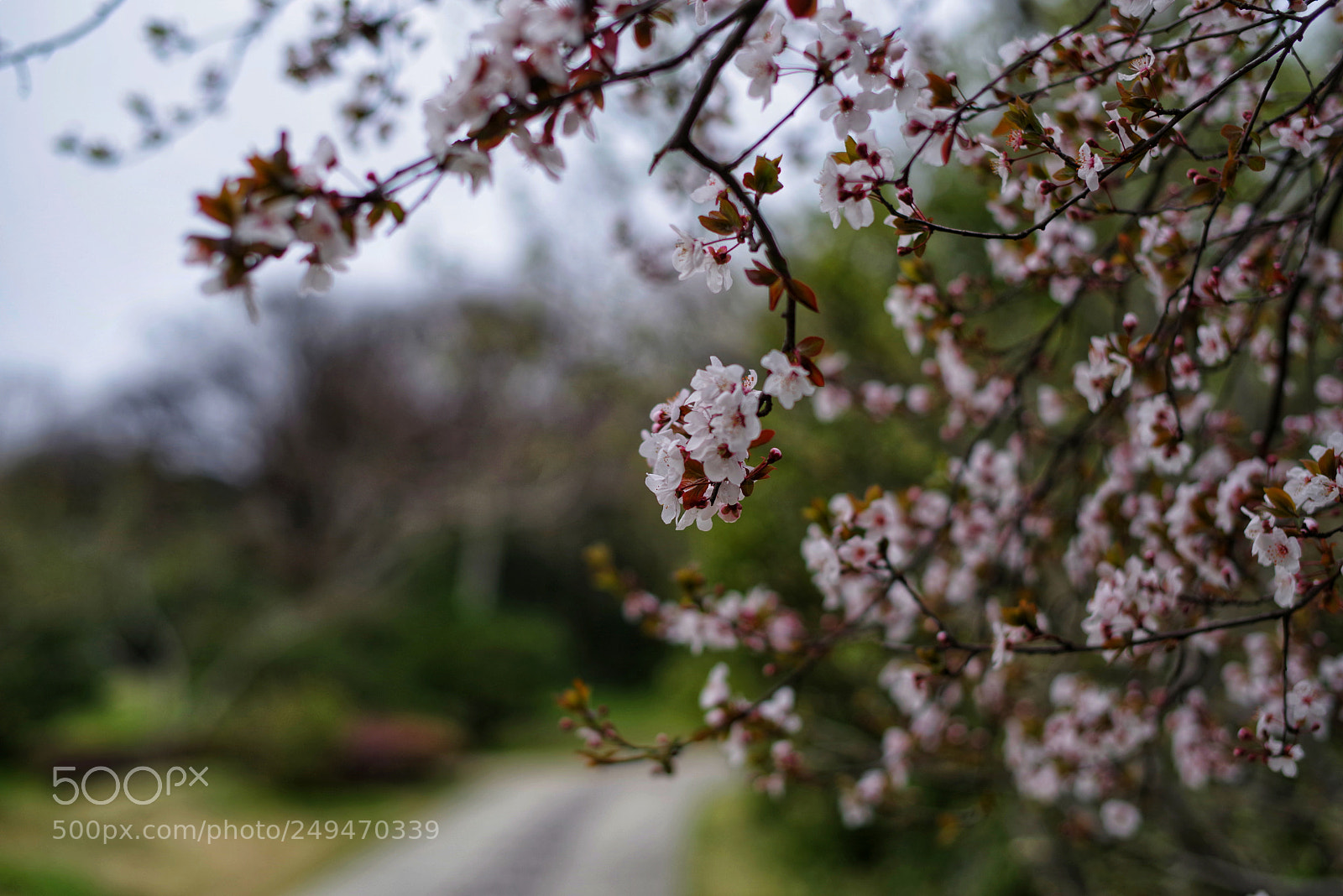 Pentax K-1 sample photo. Untitled photography