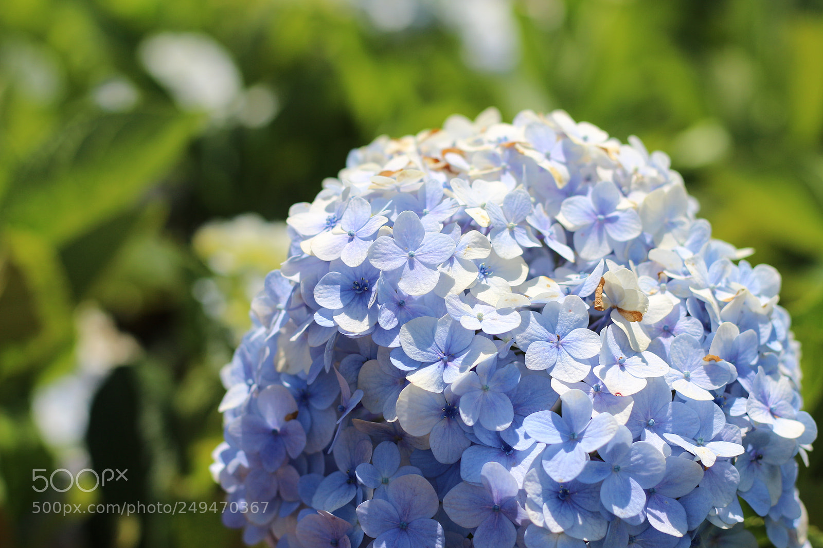 Canon EOS 700D (EOS Rebel T5i / EOS Kiss X7i) + Canon EF 50mm F1.8 STM sample photo. Img photography