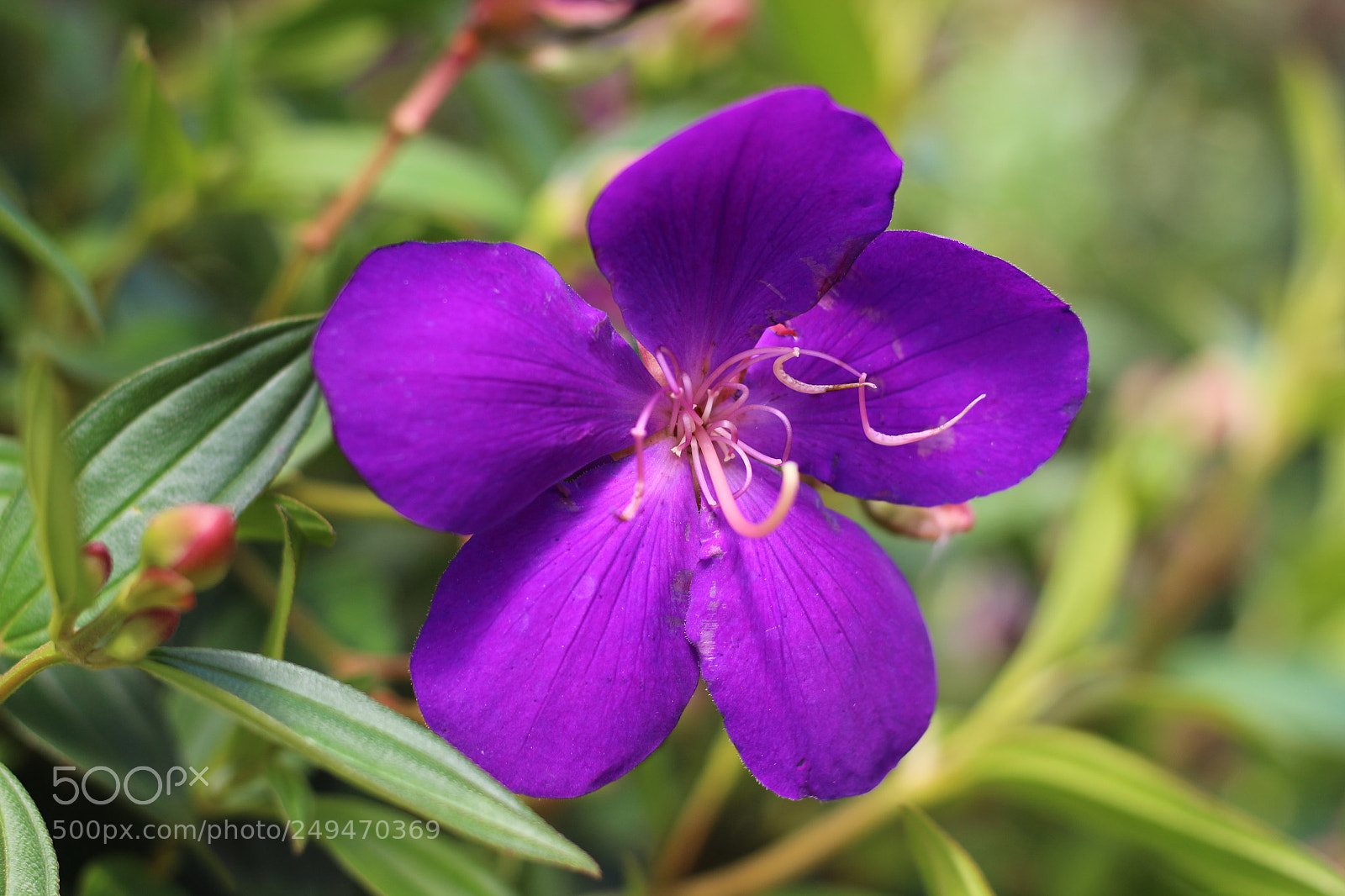 Canon EOS 700D (EOS Rebel T5i / EOS Kiss X7i) + Canon EF 50mm F1.8 STM sample photo. Img photography