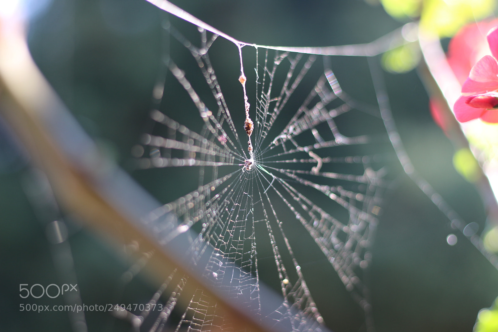 Canon EOS 700D (EOS Rebel T5i / EOS Kiss X7i) + Canon EF 50mm F1.8 STM sample photo. Img photography