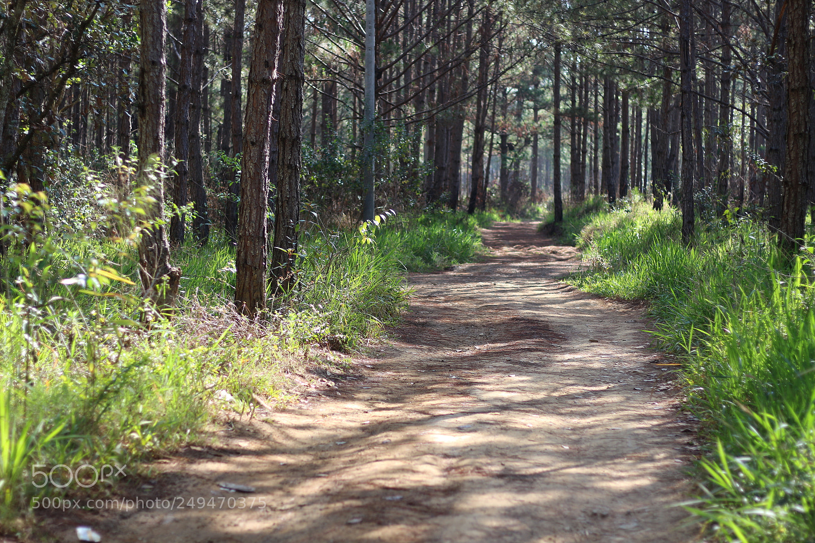 Canon EOS 700D (EOS Rebel T5i / EOS Kiss X7i) + Canon EF 50mm F1.8 STM sample photo. Img photography
