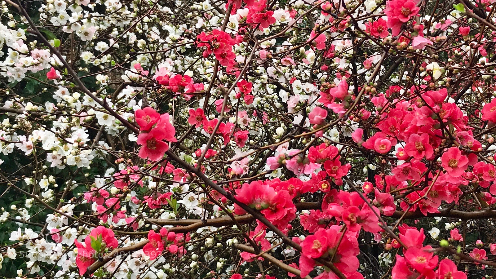 Apple iPhone 7 sample photo. Crabapple flowers 海棠花 photography