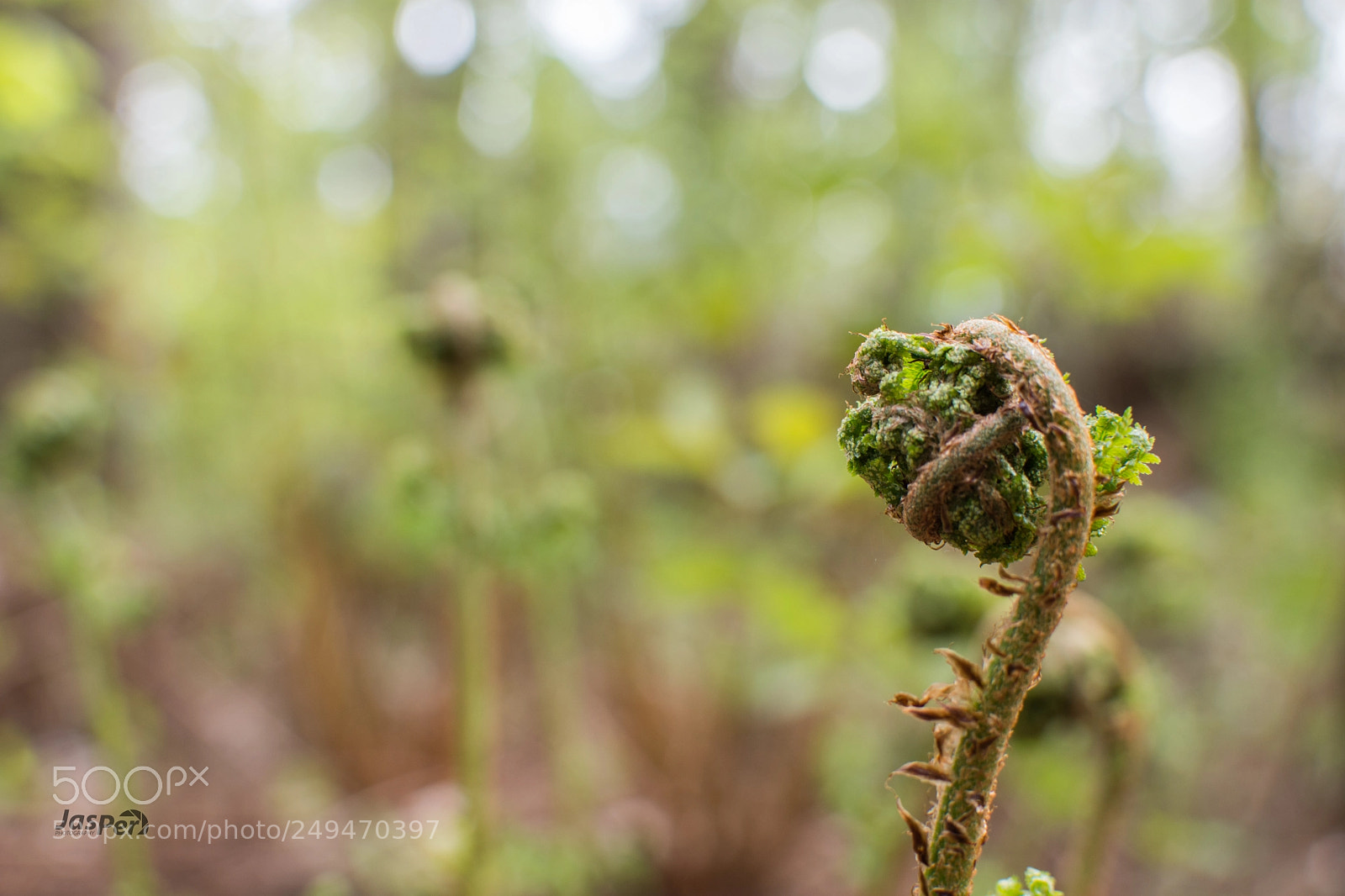 Nikon D7200 sample photo. Forrest floor photography