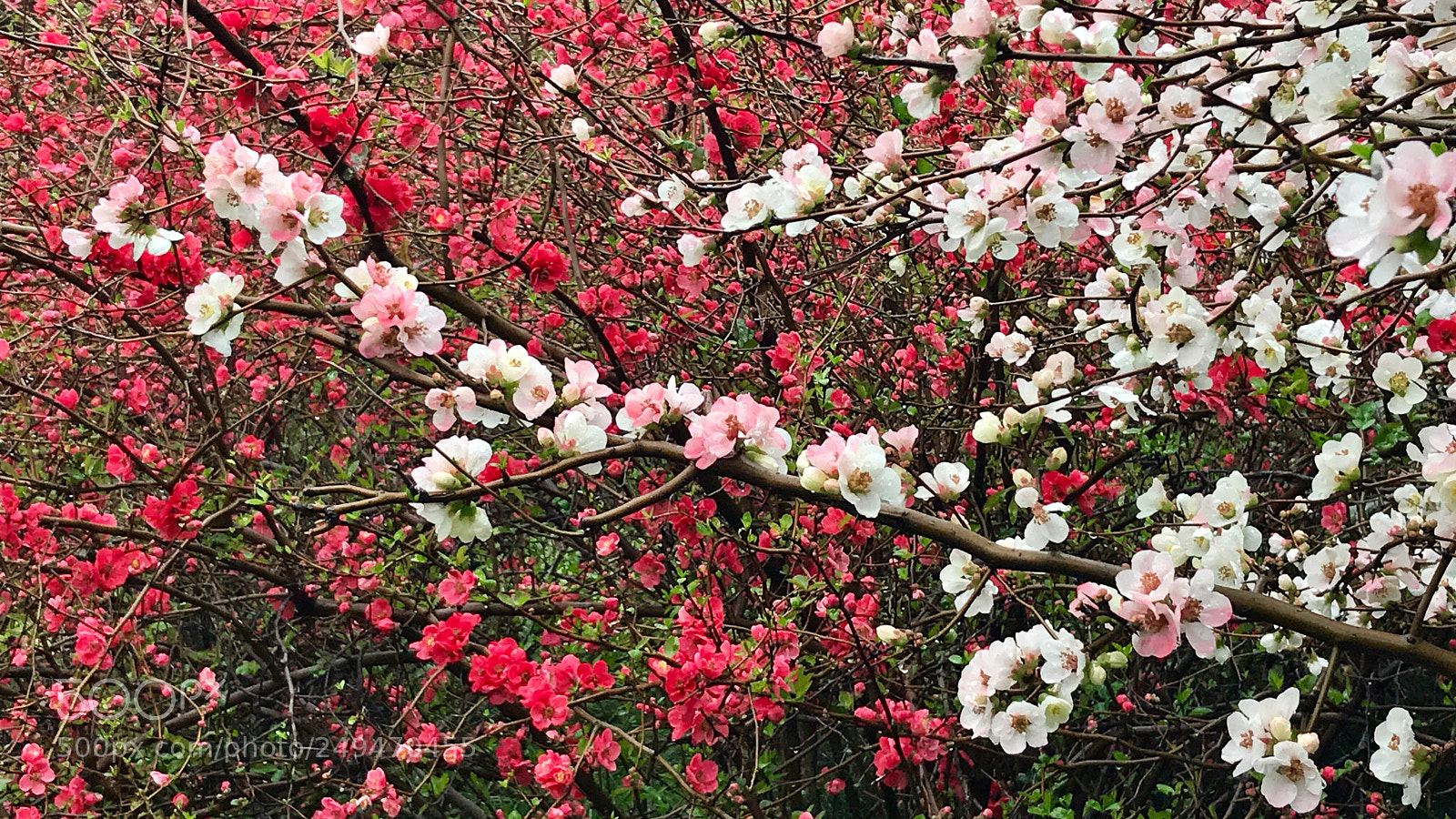 Apple iPhone 7 sample photo. Crabapple flowers 海棠花 photography