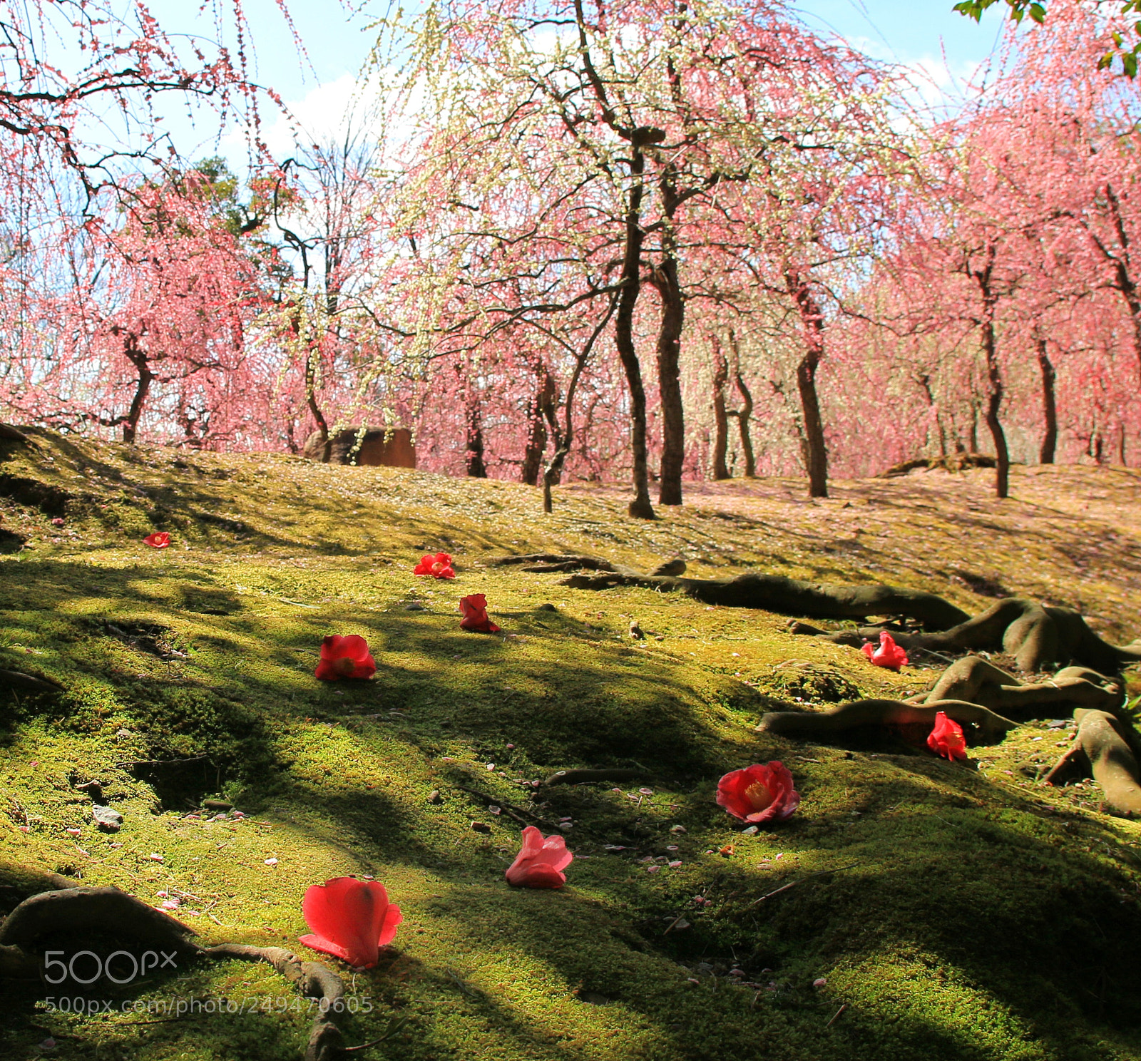 Canon EOS 70D sample photo. Spring is here photography