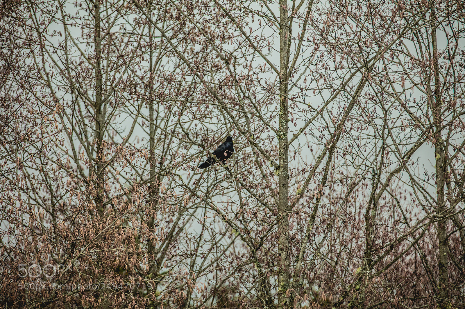 Canon EOS 5DS R sample photo. Crow and tree photography