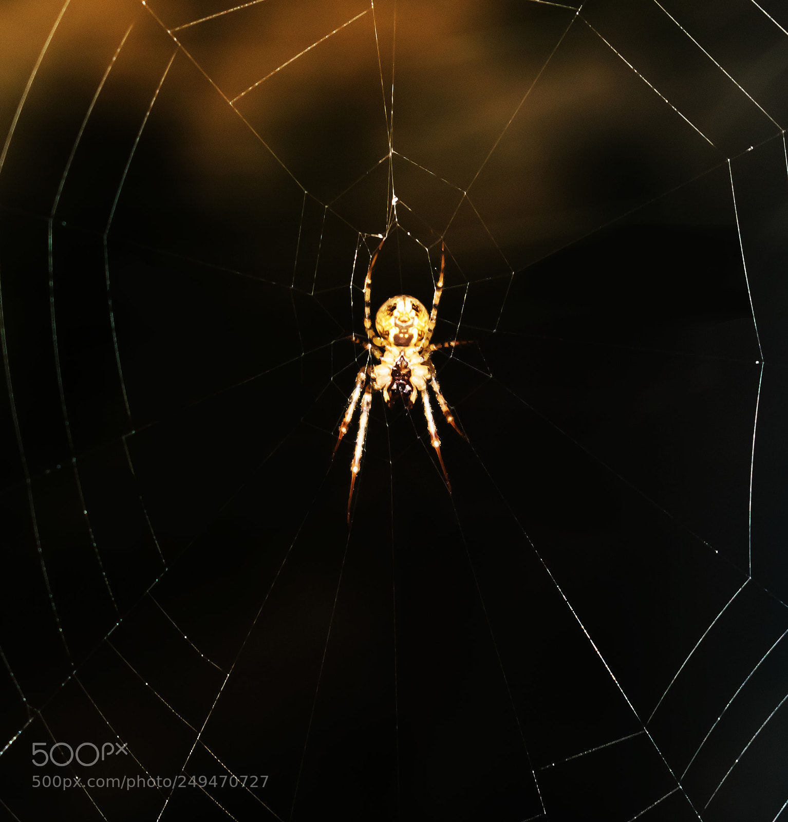Nikon D3300 sample photo. The spider photography