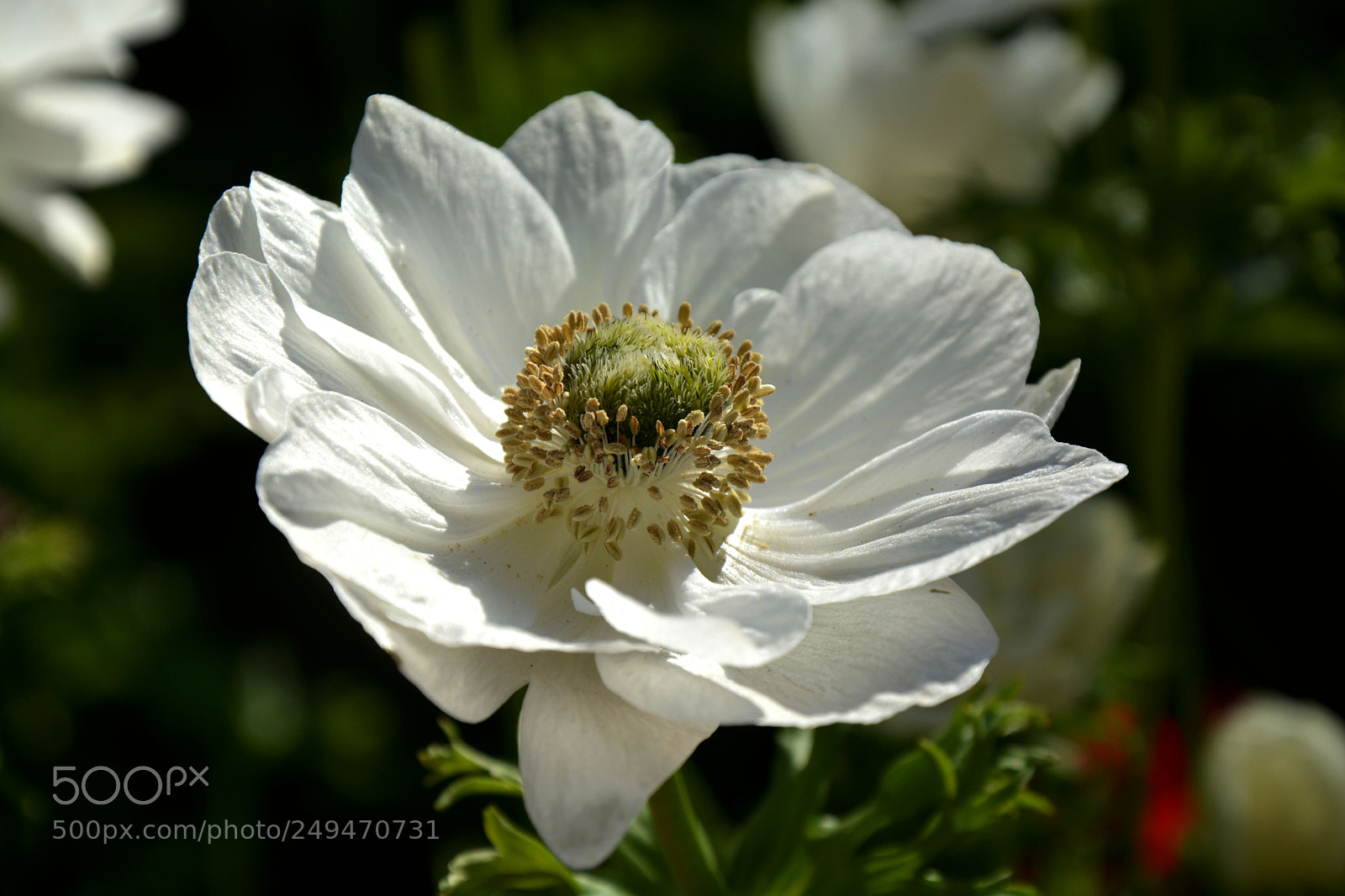 Nikon D5200 sample photo. Анемона photography
