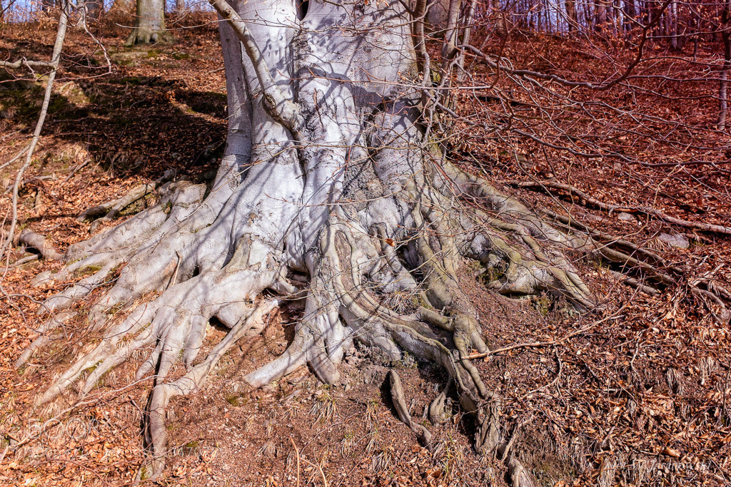 Fujifilm X100T sample photo. Beech tree photography
