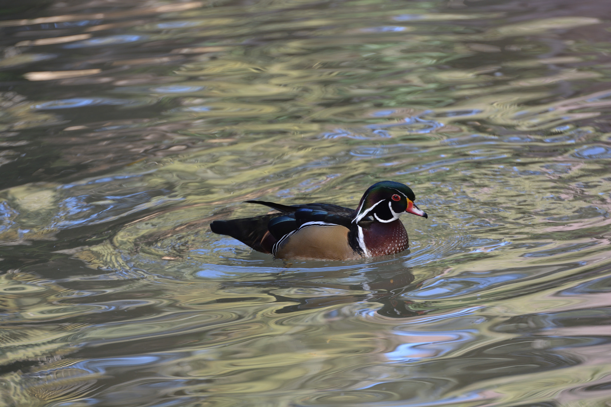 Tamron SP 70-200mm F2.8 Di VC USD sample photo. Wood duck photography