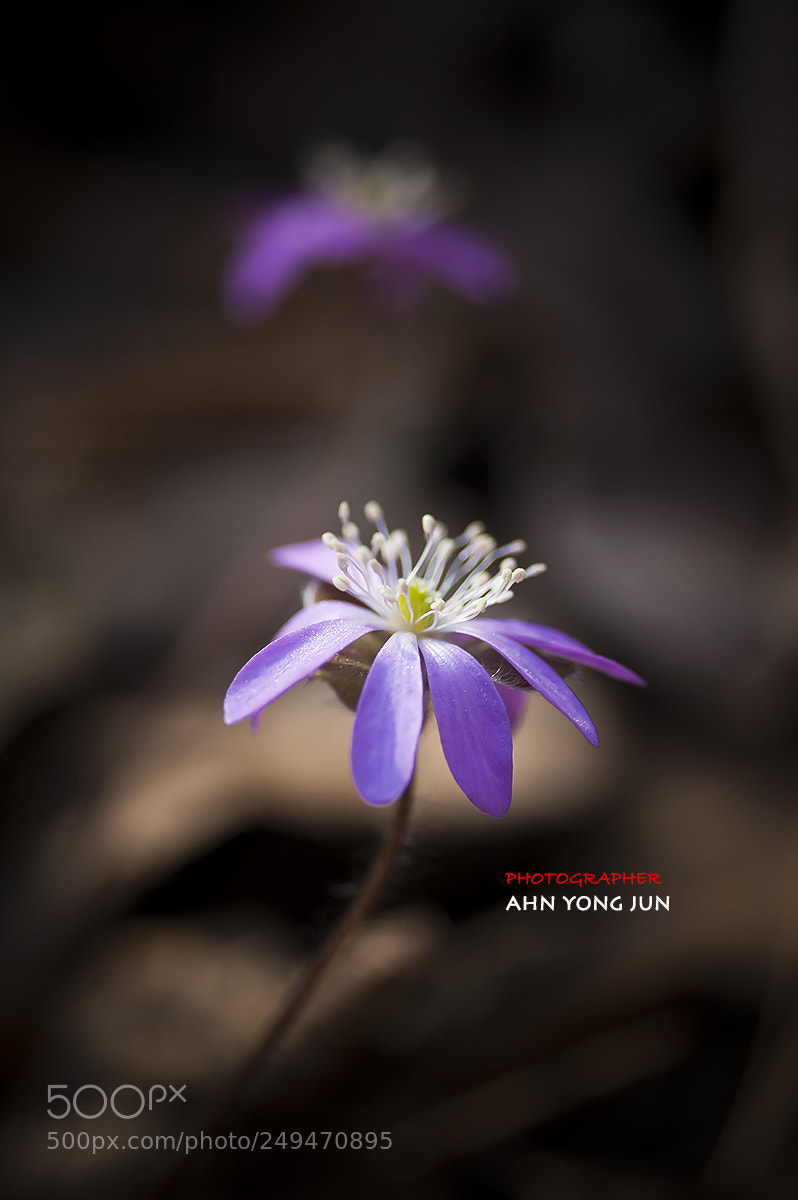 Nikon D3 sample photo. Purple liverleaf flower blossoms photography